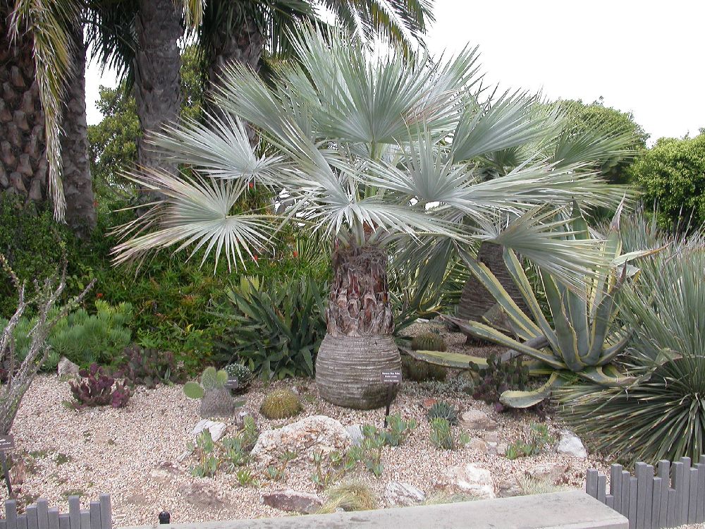 mexican blue palm
